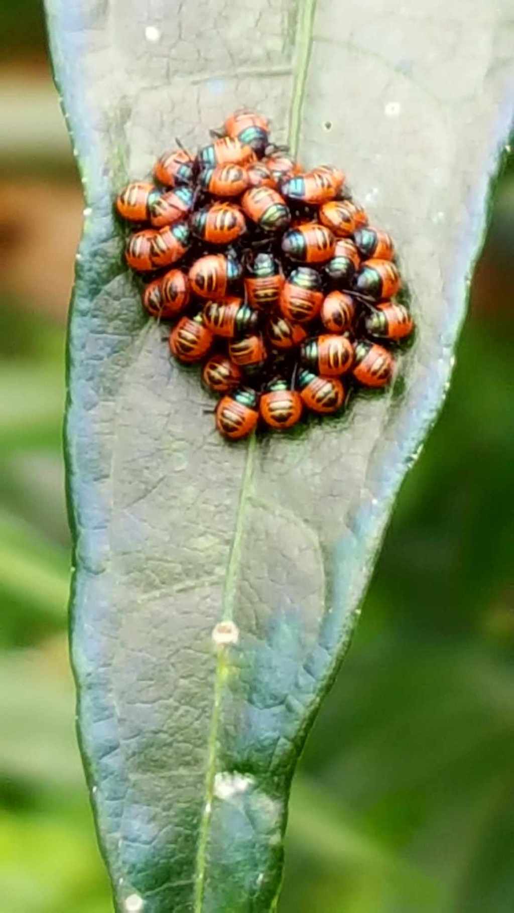 La photo de&nbsp;Frédo