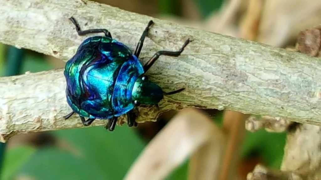 La photo de&nbsp;Frédo