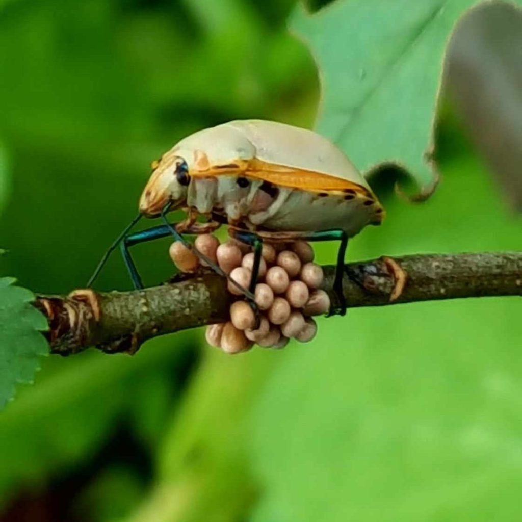 La photo de&nbsp;Frédo