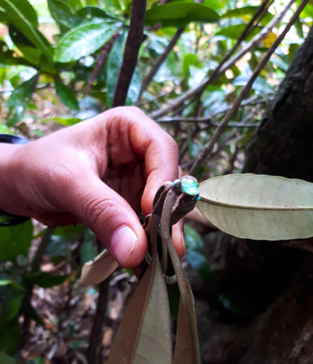 L&rsquo;arbre à la sève bleue sur sol rouge&nbsp;!