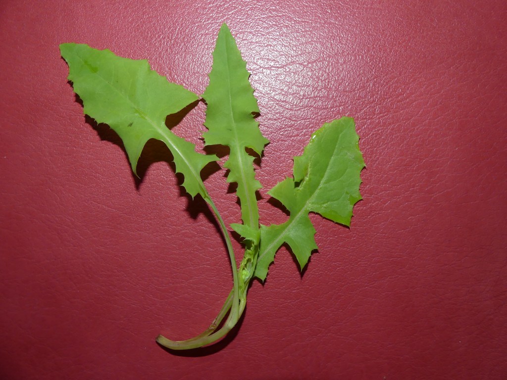 Chaque plante compte : Aujourd&rsquo;hui c&rsquo;est le Pissenlit&nbsp;!