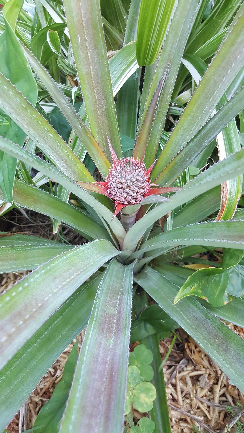 La photo de&nbsp;Frédo