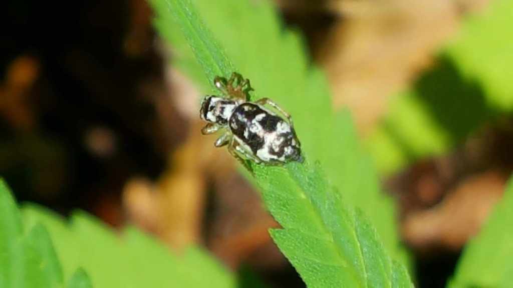 La photo de&nbsp;Frédo