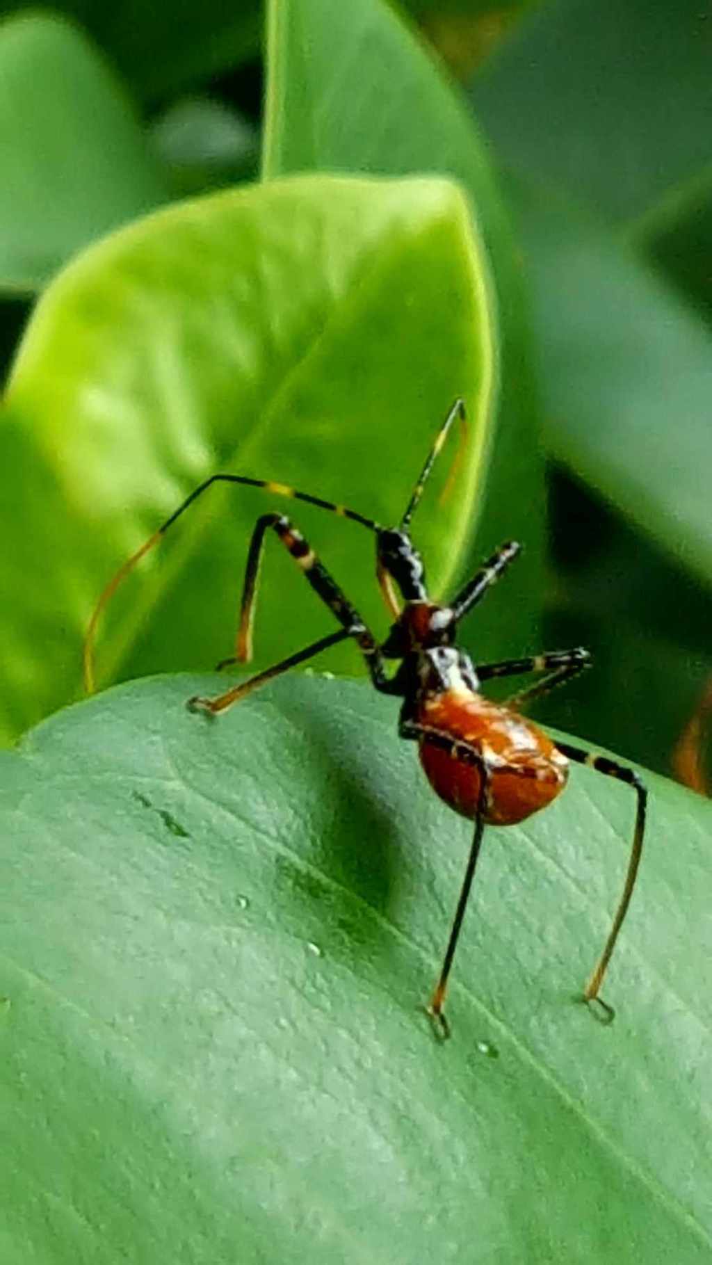 La photo de&nbsp;Frédo